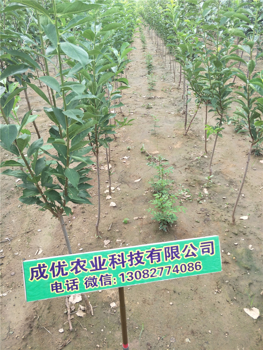 嫁接李子苗，哪里出售李子苗