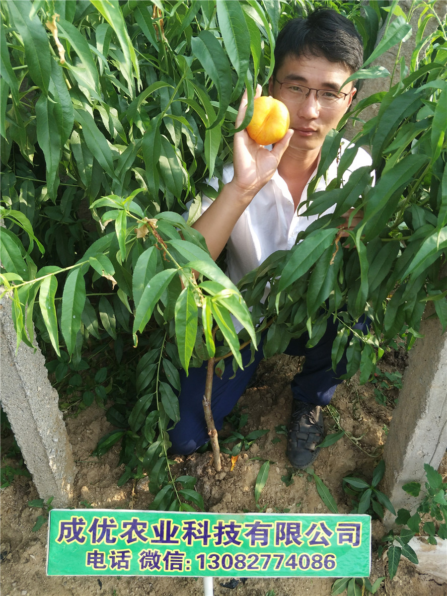 李子苗供应，李子优良品种