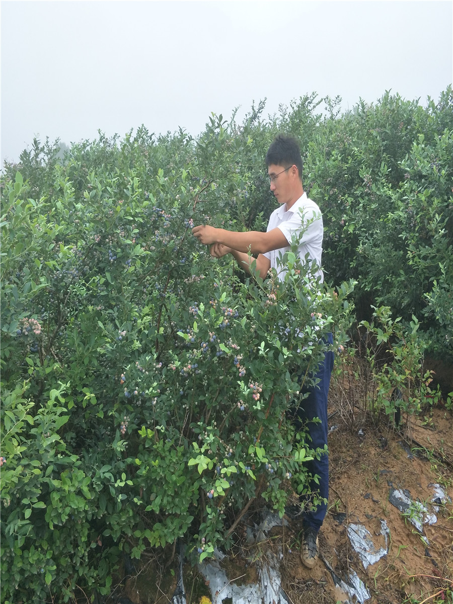 李子苗那个品种好，李子苗那个甜