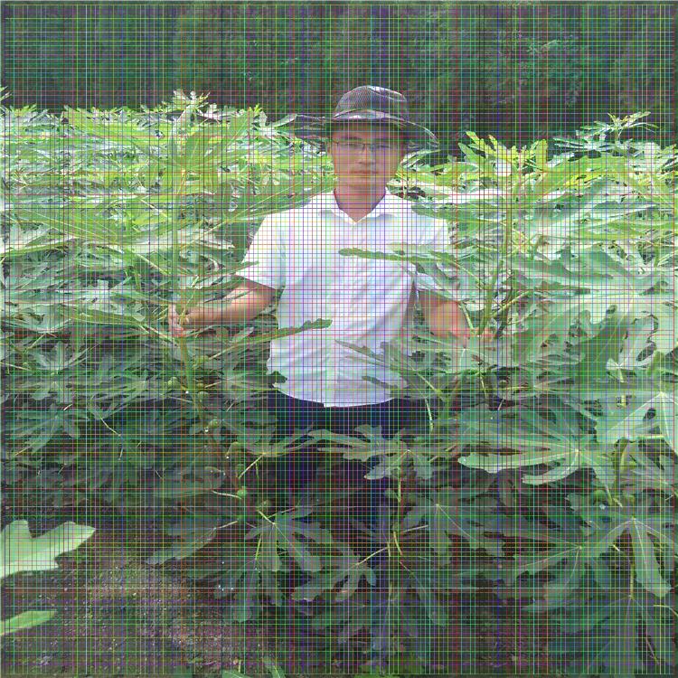 無花果樹苗，多少錢一棵，哪里賣無花果樹苗