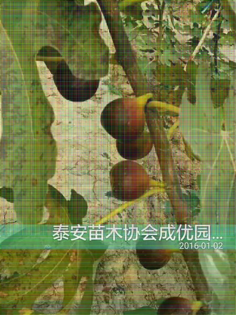 無花果樹苗，多少錢一棵，哪里賣無花果樹苗
