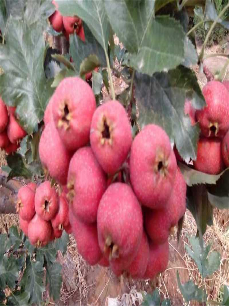 甜紅籽山楂  1公分山楂苗價(jià)格  供應(yīng)山楂苗