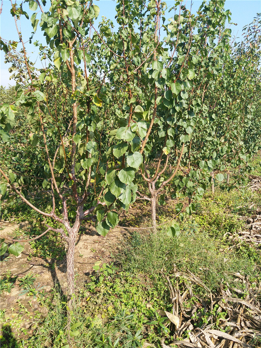 嫁接杏树苗,一公分杏树苗批发基地价格