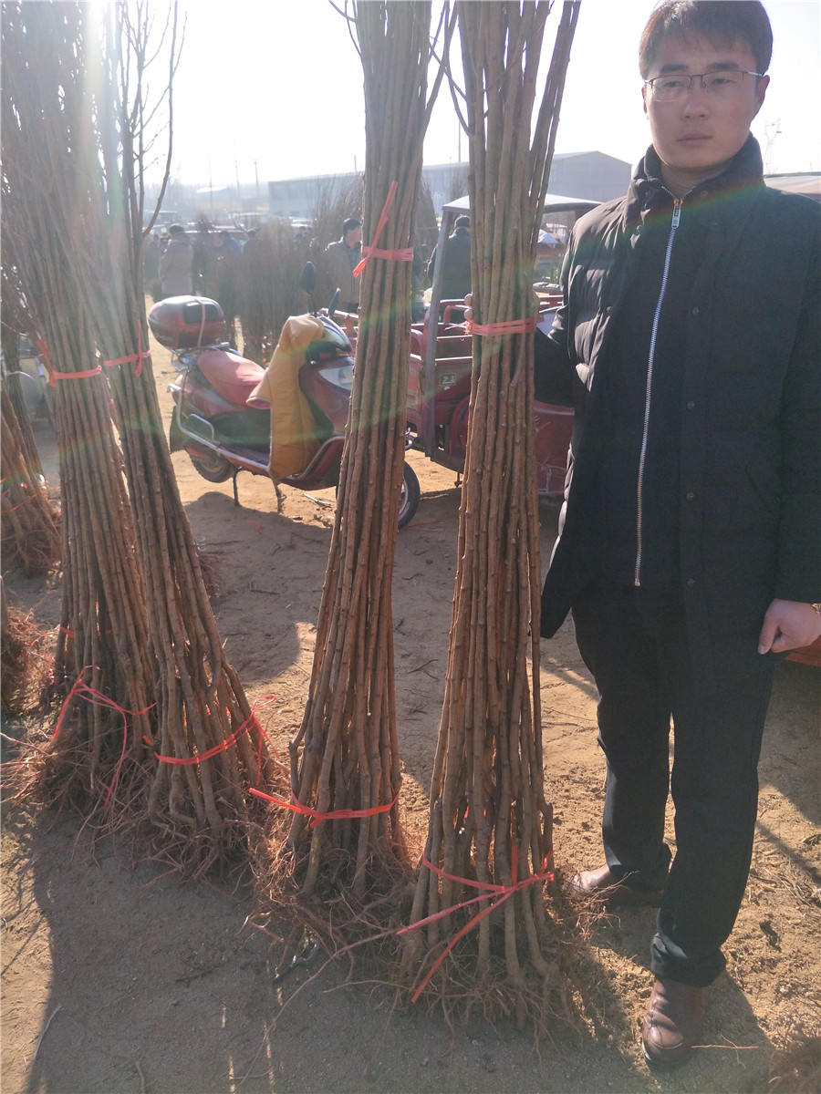 油杏樹苗，二公分杏樹苗山東批發(fā)基地