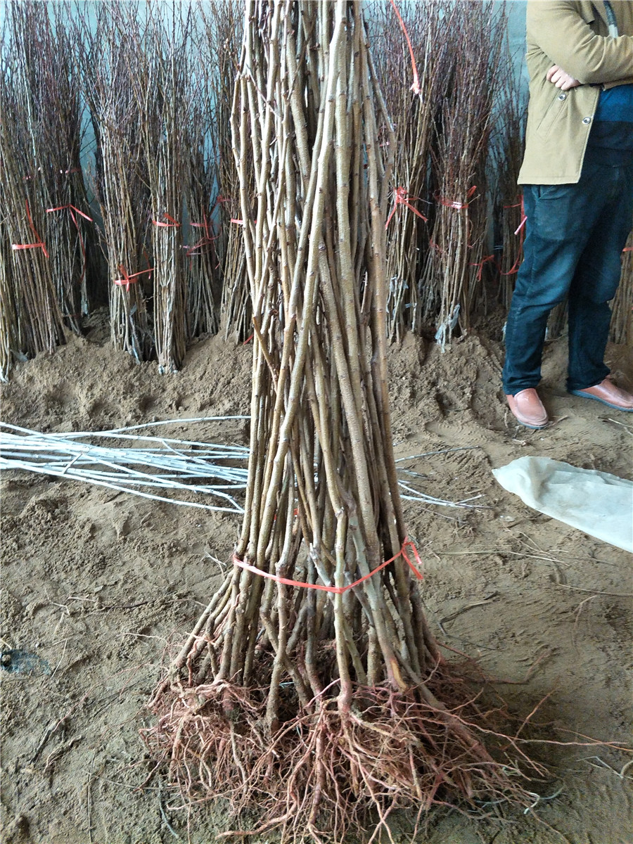 杏樹(shù)多少錢,1公分杏樹(shù)哪里賣