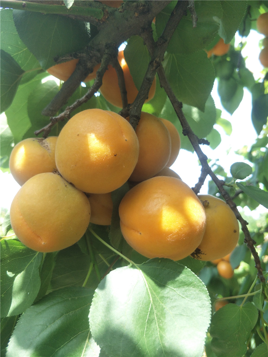 供应杏树苗，哪里卖杏树
