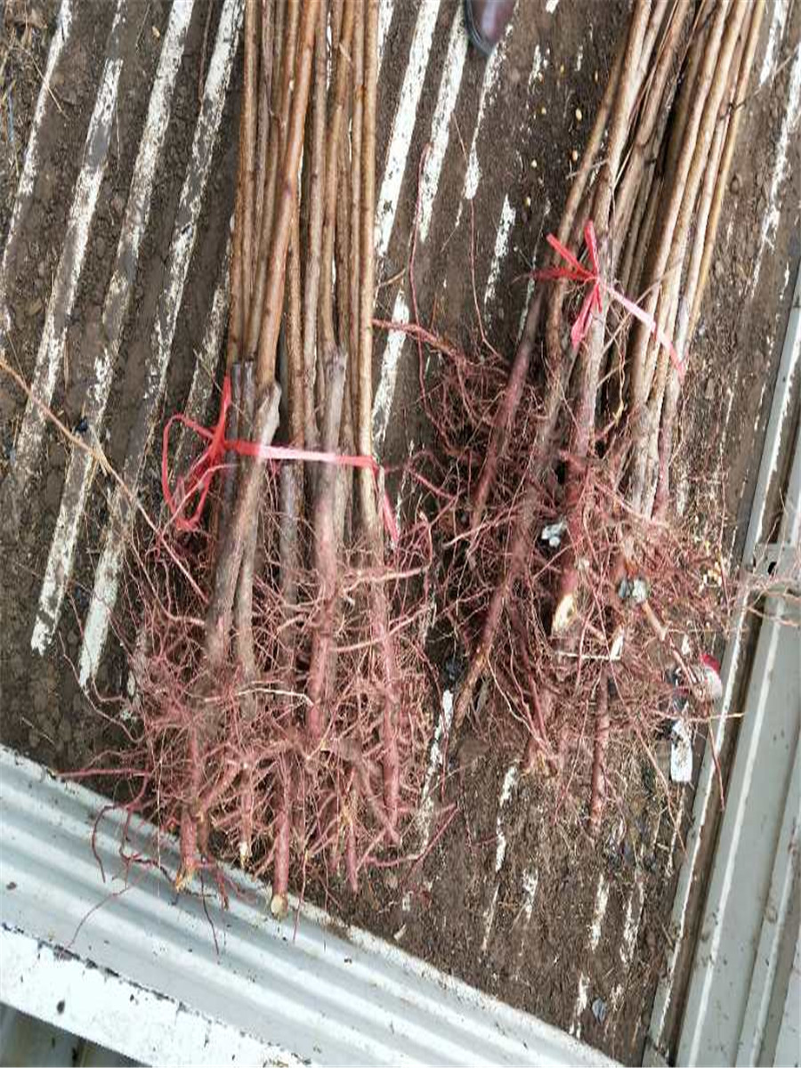油杏樹(shù)苗，2公分杏樹(shù)苗哪里賣(mài)