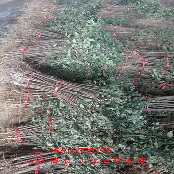 大紅袍花椒基地，花椒苗價(jià)格單價(jià)，現(xiàn)在花椒苗價(jià)格