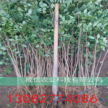 出售花椒樹，2年花椒苗