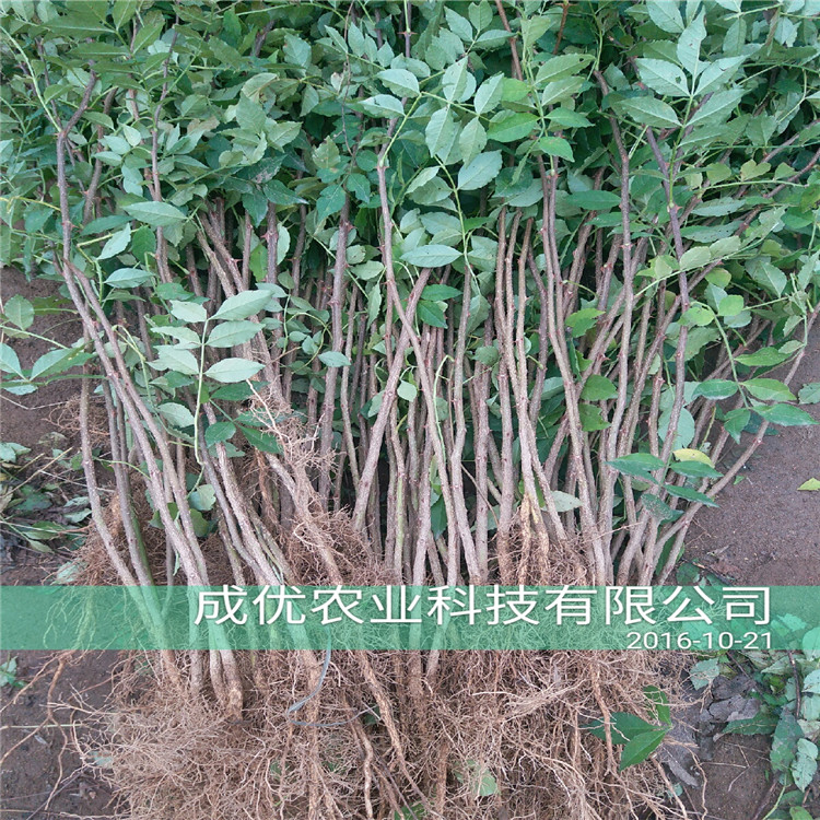 无刺花椒苗，花椒树苗批发，花椒苗一颗单价