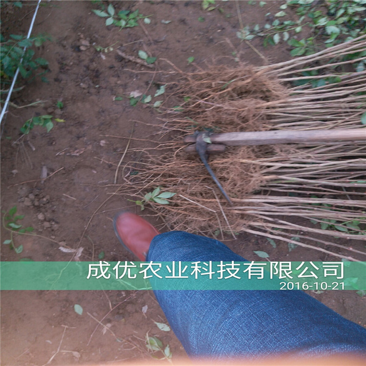 無(wú)刺花椒苗，花椒苗3毛一株，花椒小苗