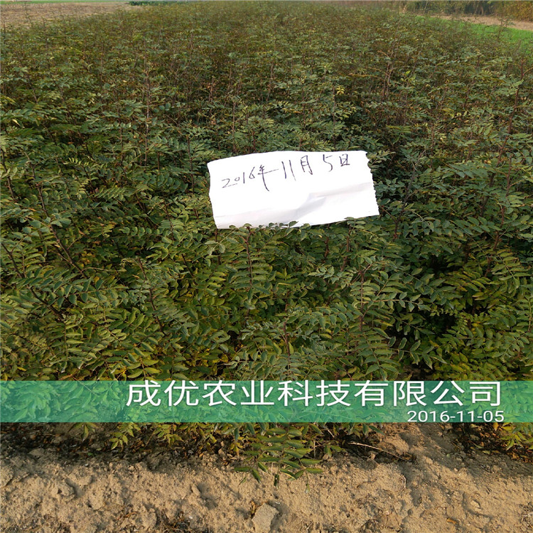 大紅袍花椒價格，花椒苗3毛一株