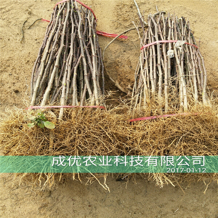 花椒樹苗價格，大紅袍花椒苗，花椒苗基地