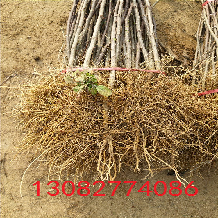 哪里出售花椒苗，花椒苗價(jià)格單價(jià)