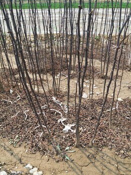 大红袍花椒基地，花椒树苗批发，四川花椒苗