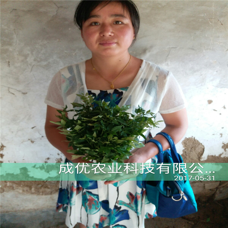 花椒樹苗價格，花椒樹多少錢，花椒苗一顆單價