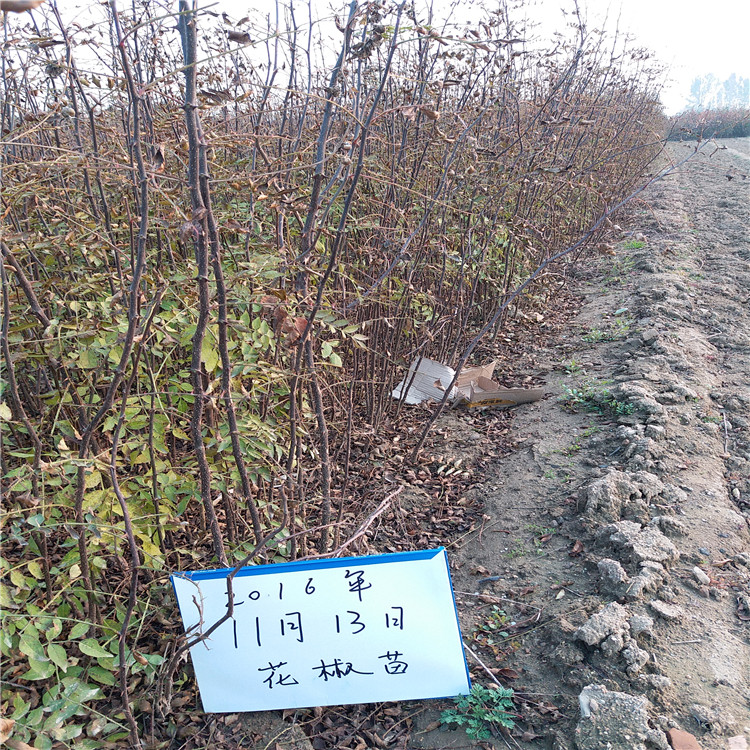 哪里賣花椒樹苗，1年花椒苗，花椒苗報(bào)價(jià)