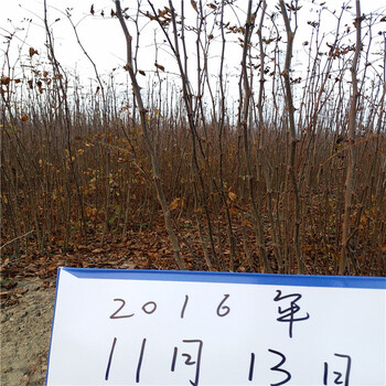 花椒樹(shù)苗價(jià)格，大紅袍花椒苗，花椒苗基地