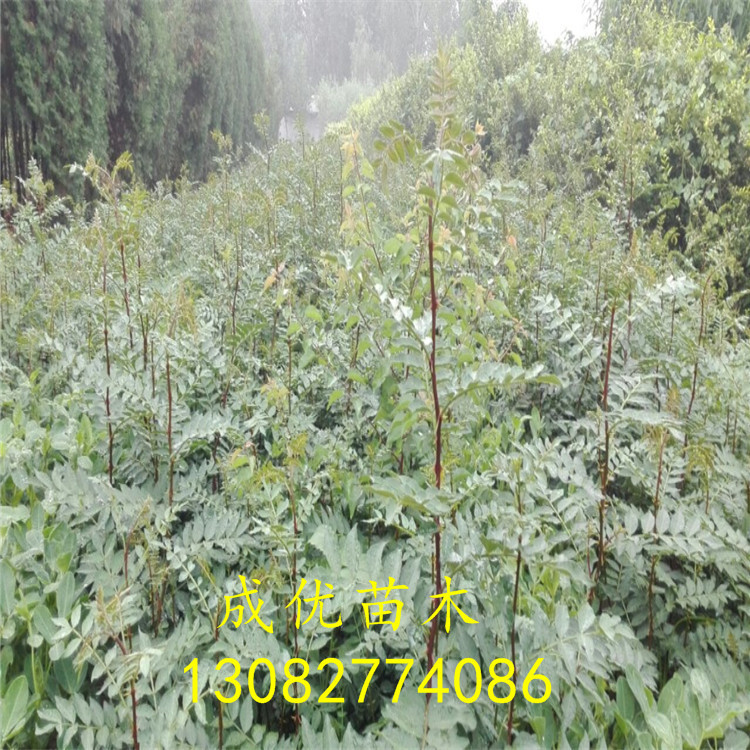 花椒苗批發(fā)，2年花椒苗，花椒苗基地