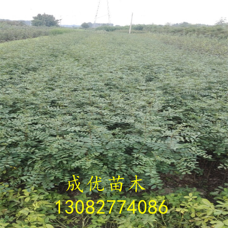 花椒苗，花椒苗新品種，花椒苗基地