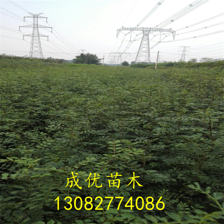 哪里賣花椒樹苗，花椒苗一畝地多少棵，云南花椒苗