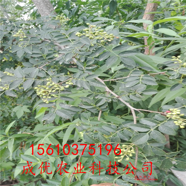 哪里有花椒苗，花椒苗價(jià)格單價(jià)，四川花椒苗