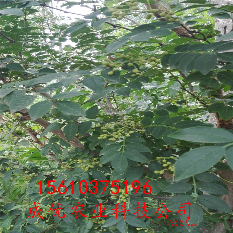 出售花椒樹苗，花椒苗一畝地多少棵，花椒苗基地