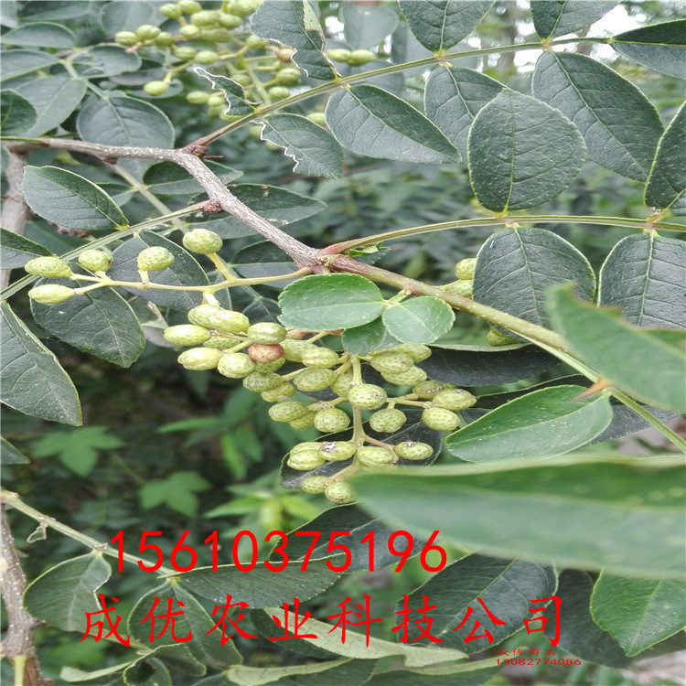 哪里賣花椒樹苗，花椒苗新品種，山東花椒苗