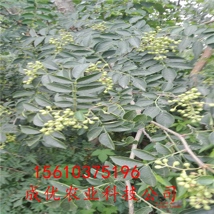 無刺花椒苗，花椒苗多少錢，貴州花椒苗
