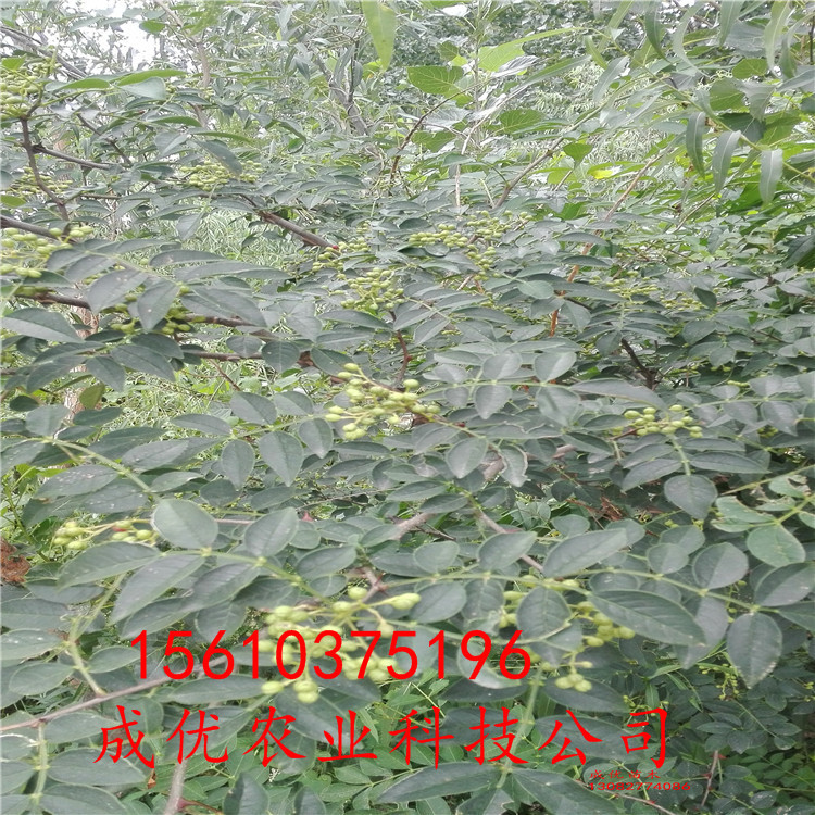 大紅袍花椒價(jià)格，大紅袍花椒苗，四川花椒苗