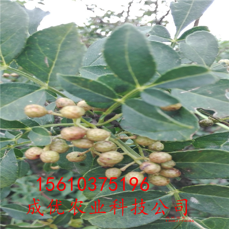 花椒苗批發(fā)，2年花椒苗，花椒苗基地