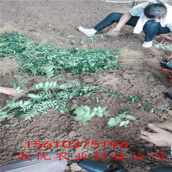 無刺花椒苗，大紅袍花椒苗，花椒苗品種