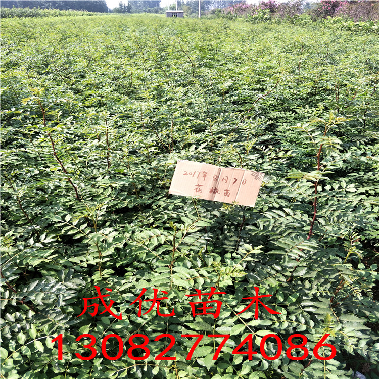 花椒苗批發(fā)，花椒樹一棵多少錢，花椒苗一顆單價