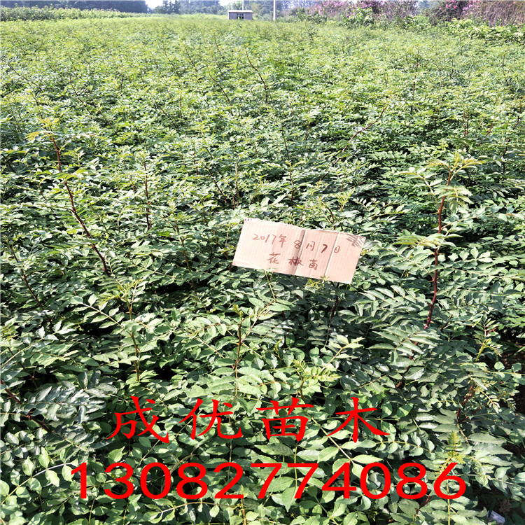 出售花椒樹苗，花椒苗一畝地多少棵，花椒苗報價