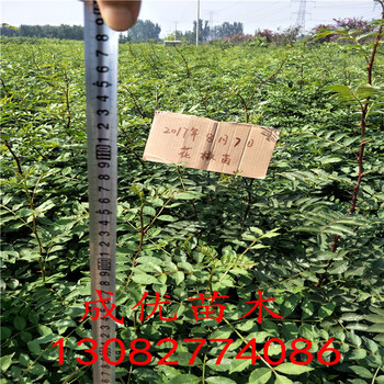 無刺花椒苗，花椒苗一畝地多少棵，花椒苗品種