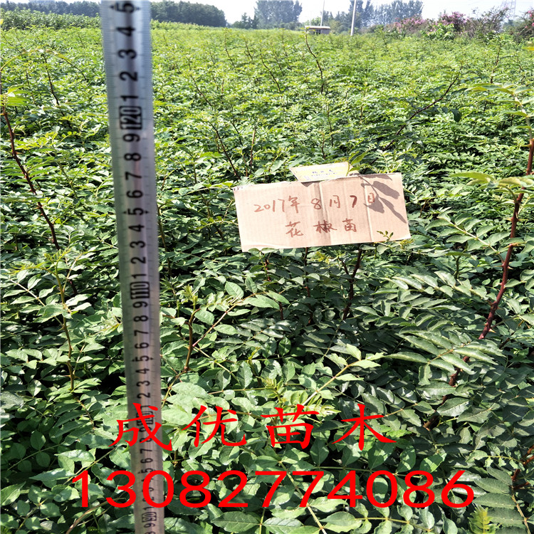 無刺花椒苗，花椒苗一畝地多少棵，花椒苗基地