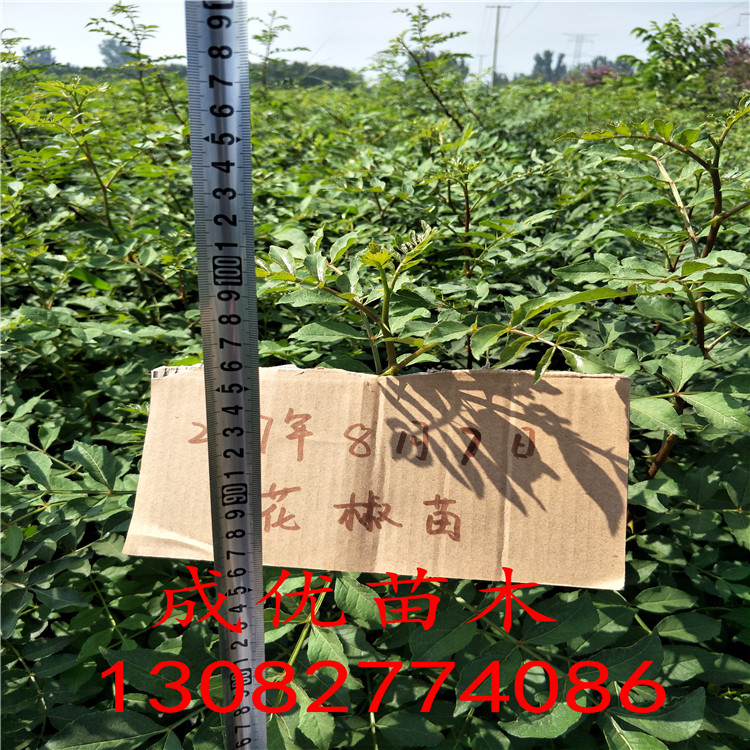 花椒苗，花椒苗多少錢