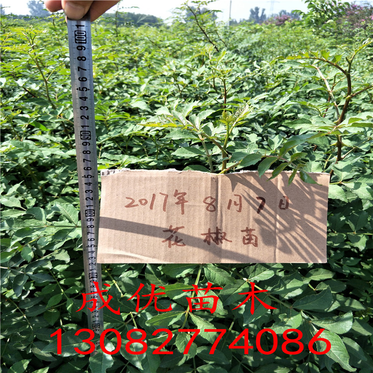 哪里有花椒苗，花椒樹苗多少錢一棵，花椒苗基地