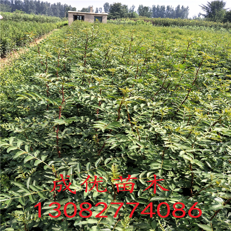 花椒苗批發(fā)，1年花椒苗，花椒苗基地