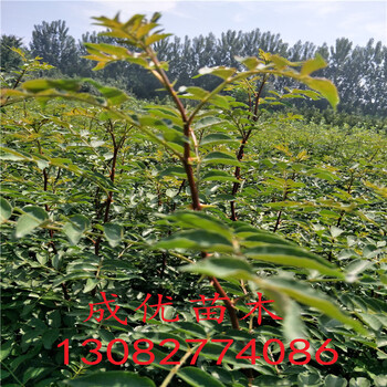 花椒苗，花椒那個品種好，現(xiàn)在花椒苗價格
