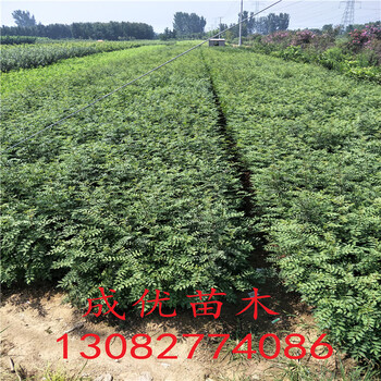 出售花椒樹苗，花椒苗一畝地多少棵，花椒苗基地