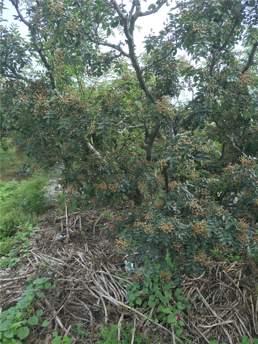 花椒苗基地，花椒苗一棵多少钱，山东花椒苗