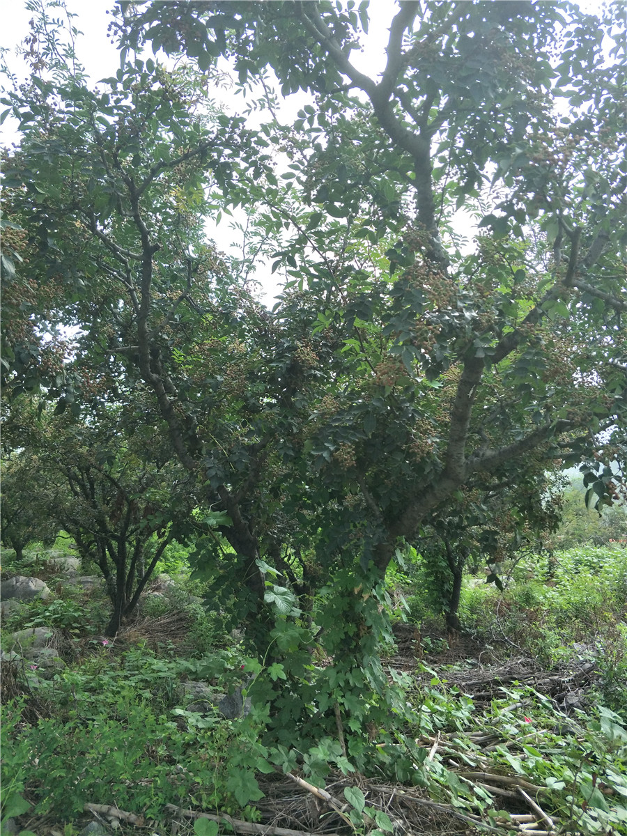 花椒苗基地，花椒那个品种好，现在花椒苗价格