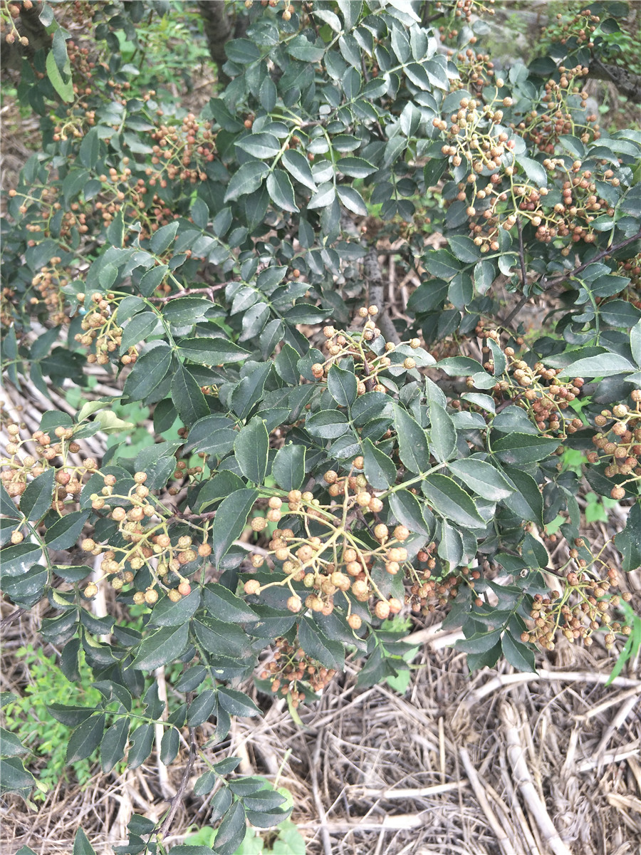 哪里有花椒苗，花椒苗價(jià)格單價(jià)，四川花椒苗