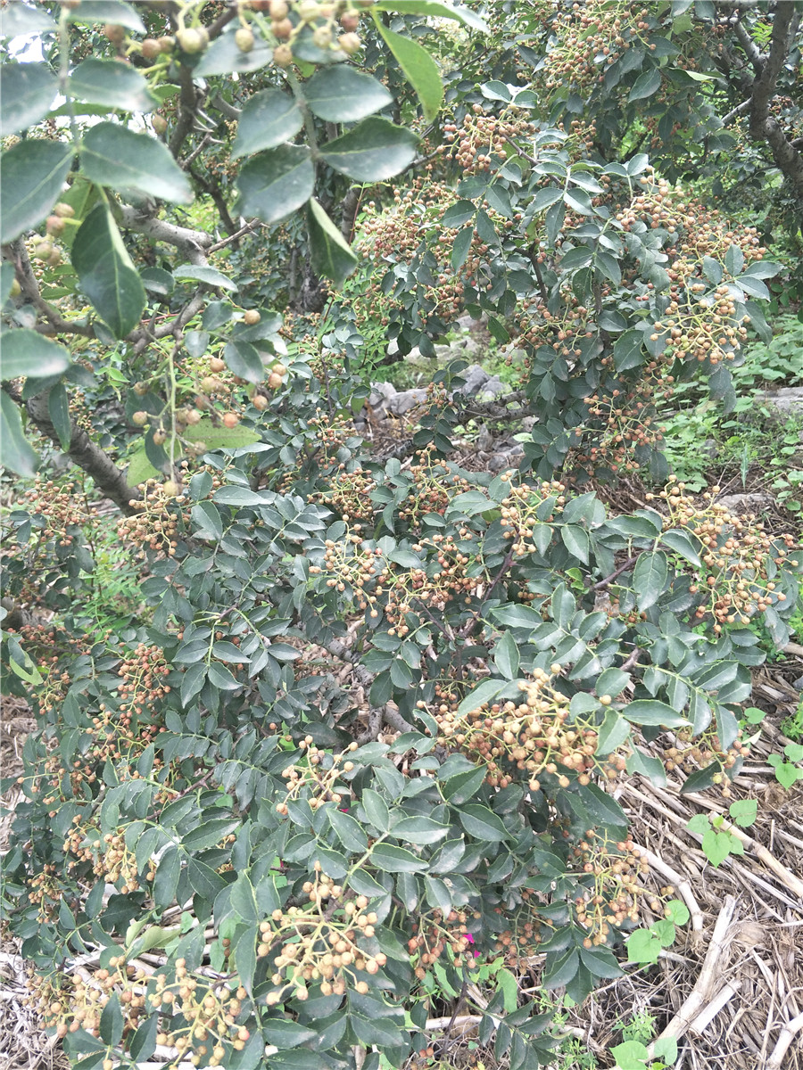 大红袍花椒树苗，花椒树苗批发今年花椒价格