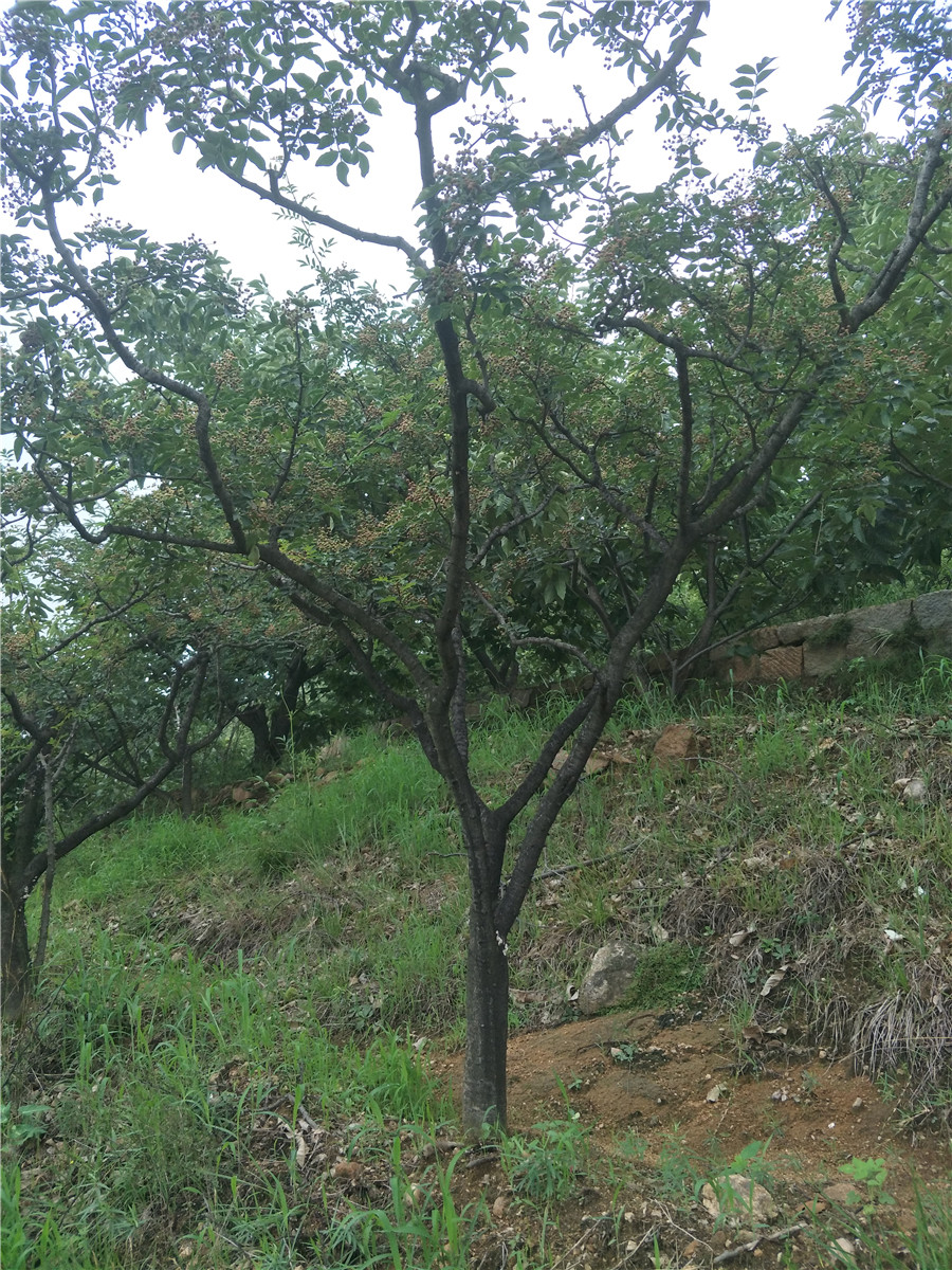 花椒苗基地，花椒苗一棵多少錢，花椒苗基地