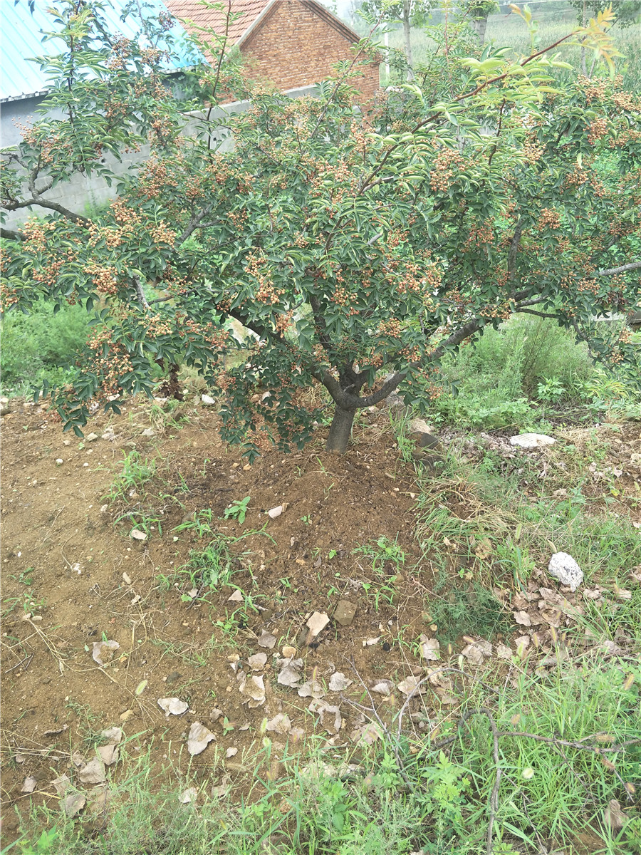 花椒树苗价格，花椒树一棵多少钱，花椒苗报价