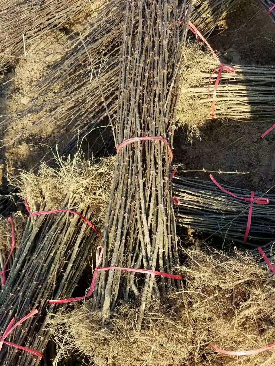 青花椒樹苗，花椒苗3毛一株，現(xiàn)在花椒苗價(jià)格