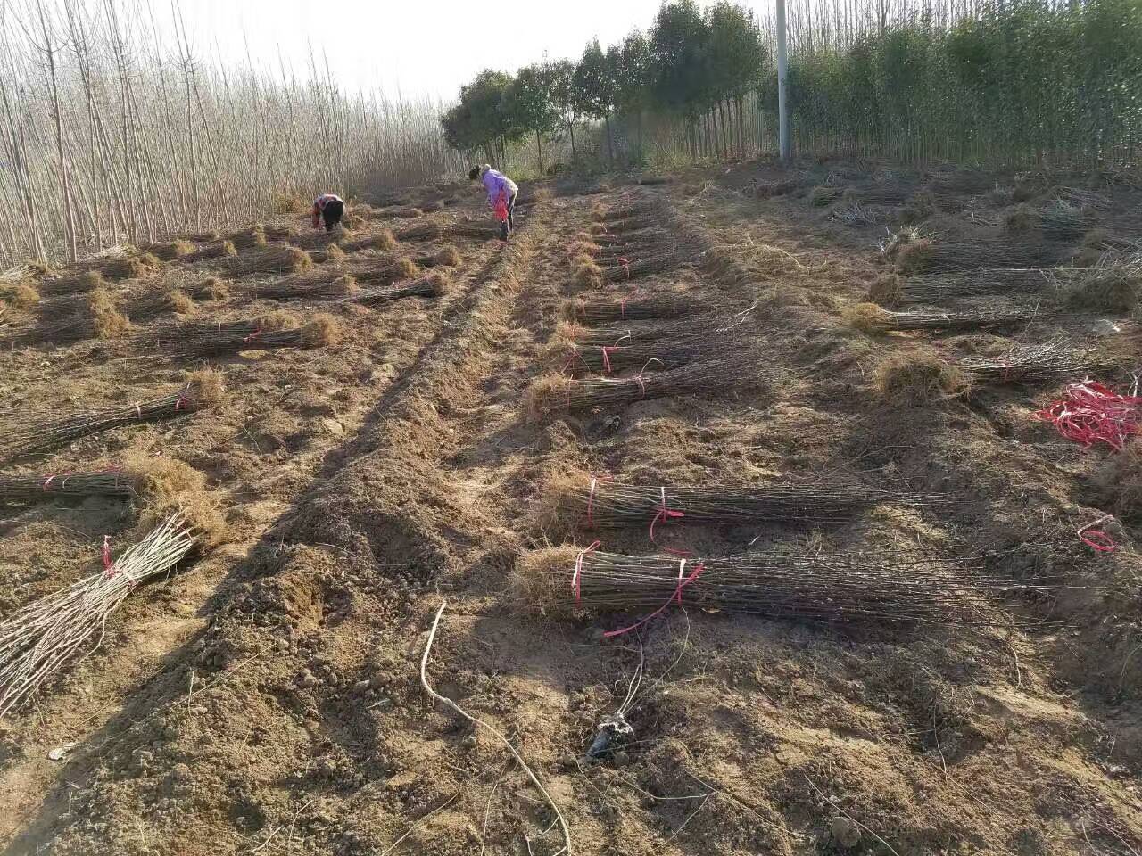 花椒苗批發(fā)，花椒苗3毛一株，花椒芽苗