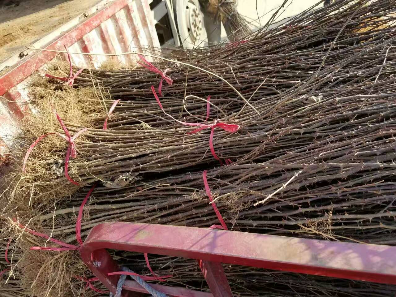 大红袍花椒价格，山东花椒苗基地，花椒苗一颗单价